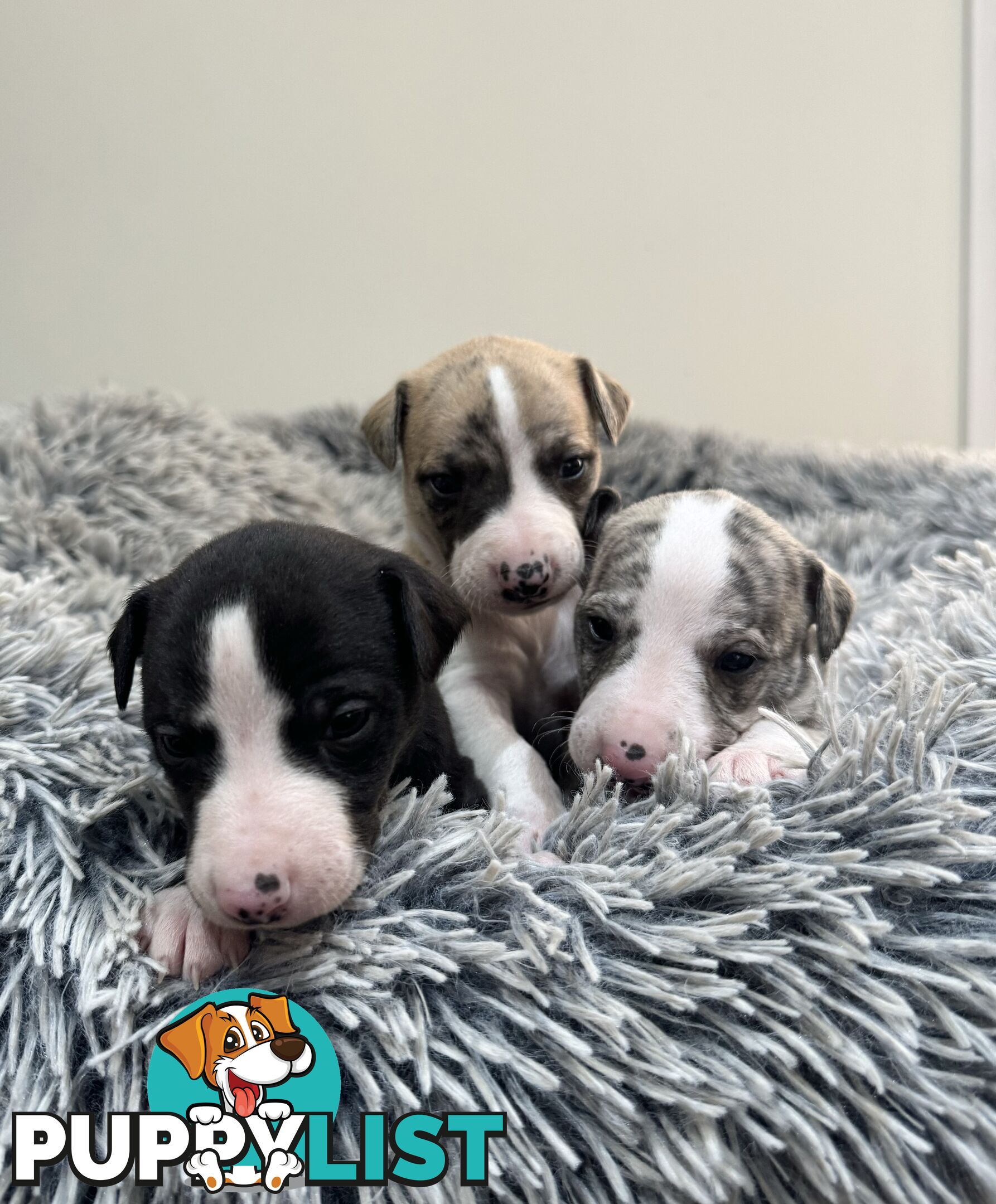 Purebred Whippet Puppies (ANKC Registered)