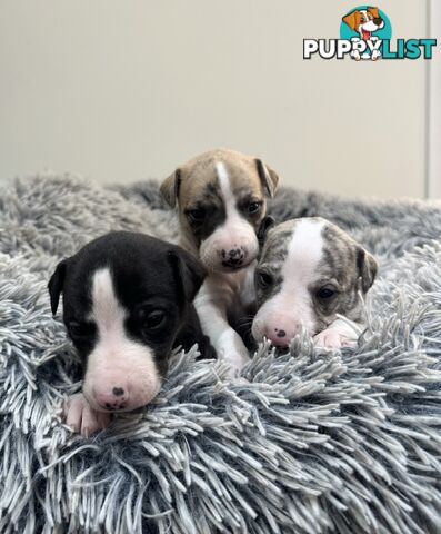 Purebred Whippet Puppies (ANKC Registered)