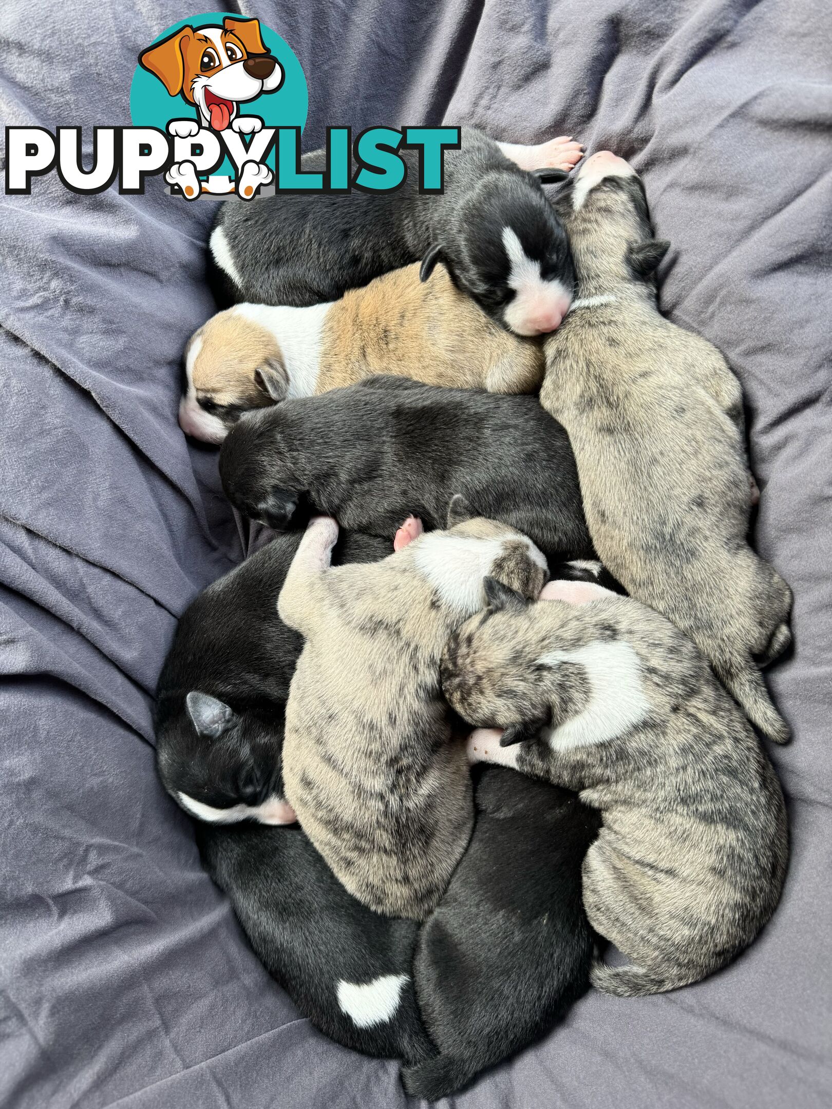 Purebred Whippet Puppies (ANKC Registered)