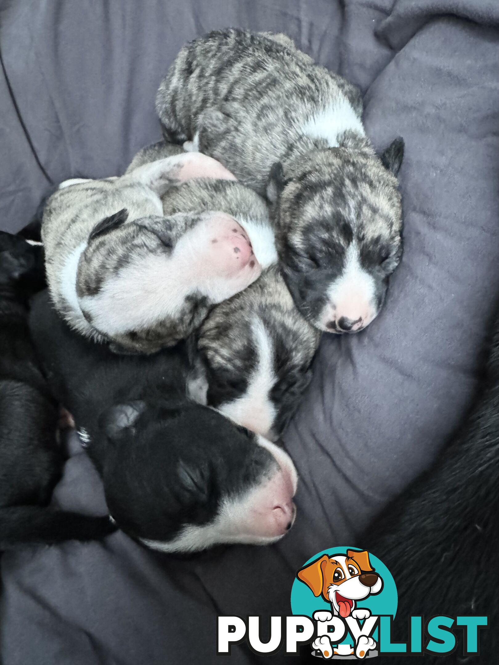 Purebred Whippet Puppies (ANKC Registered)