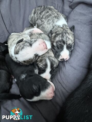 Purebred Whippet Puppies (ANKC Registered)