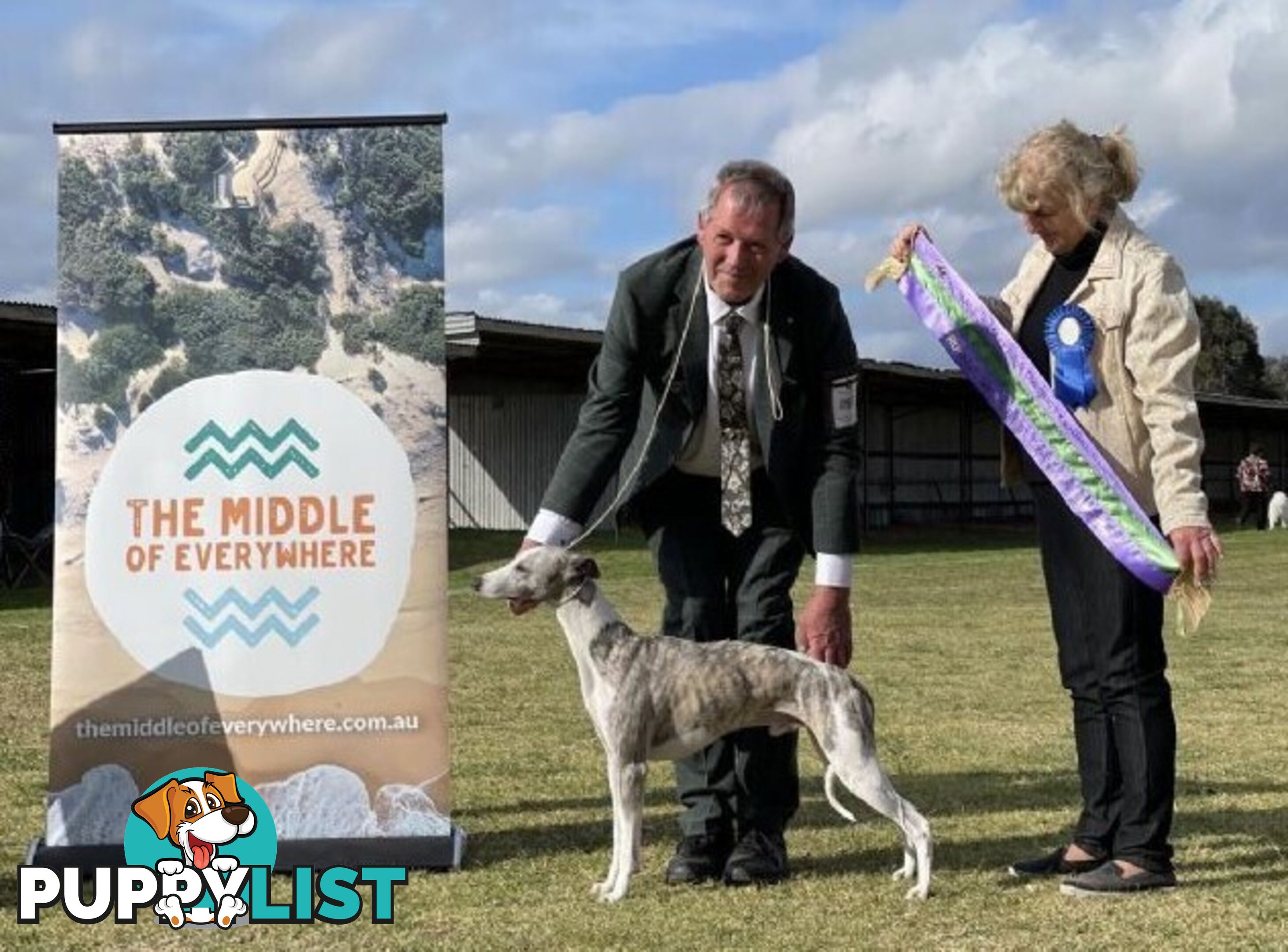 Purebred Whippet Puppies (ANKC Registered)