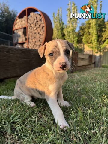 Purebred Whippet Puppies (Pedigree Papers)