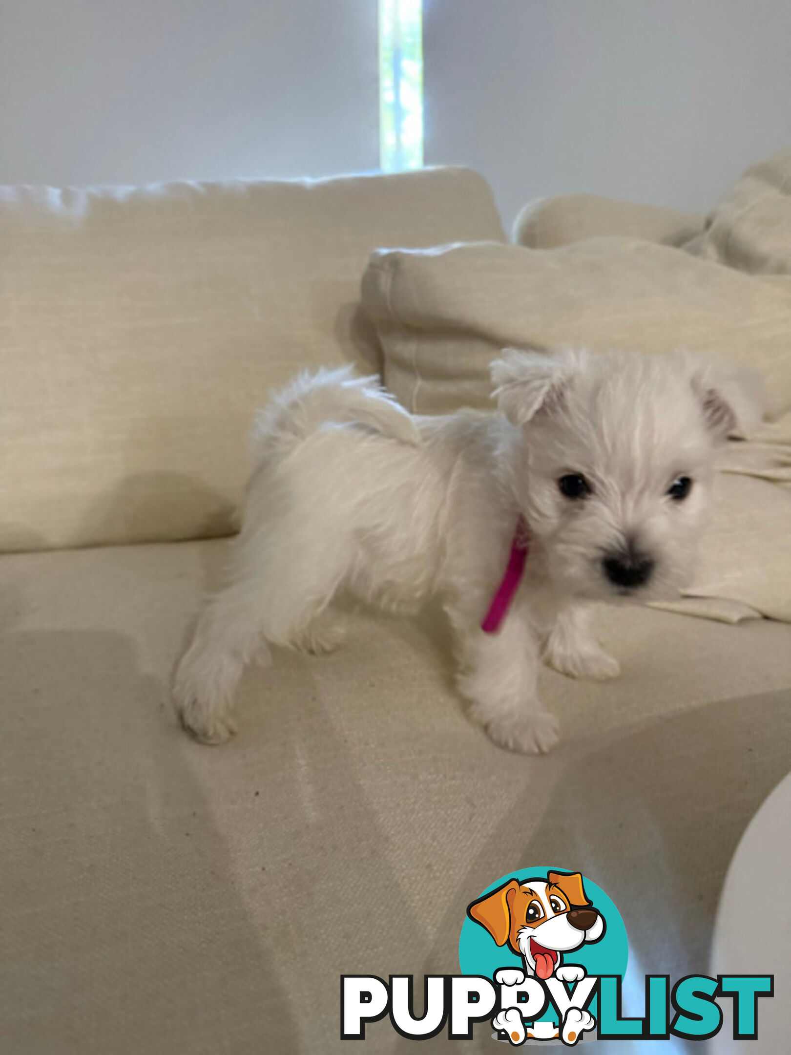 West Highland White Terrier (Westie) Puppies