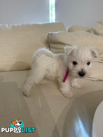 West Highland White Terrier (Westie) Puppies