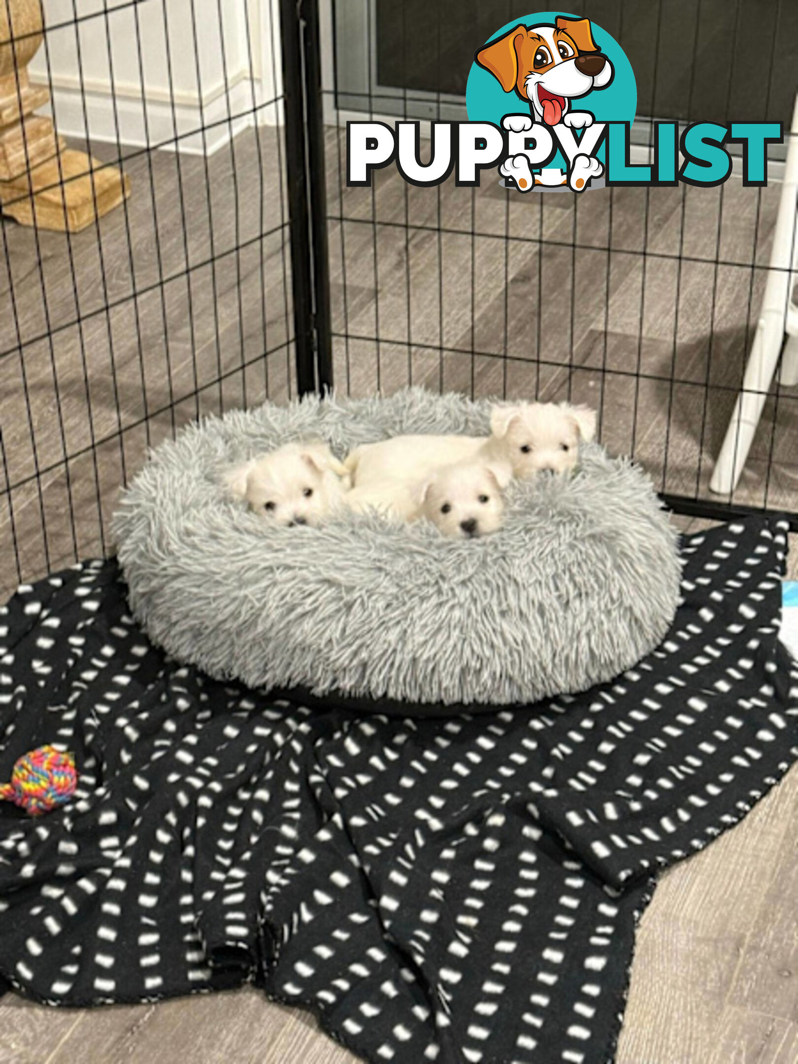 West Highland White Terrier (Westie) Puppies