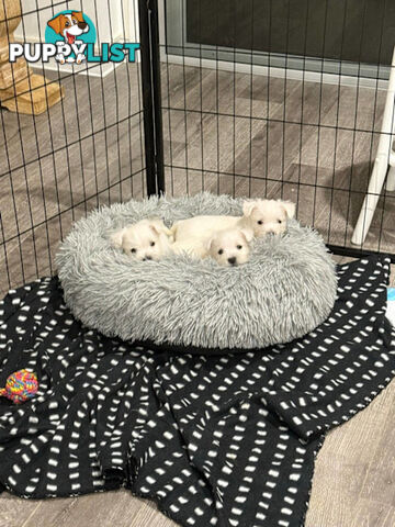 West Highland White Terrier (Westie) Puppies