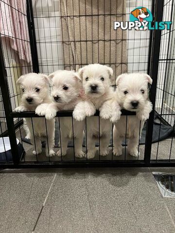 West Highland White Terrier (Westie) Puppies