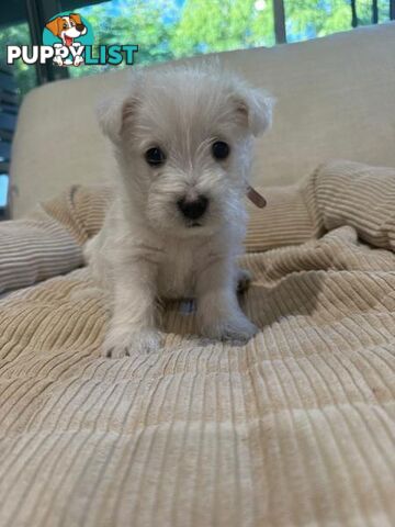 West Highland White Terrier (Westie) Puppies