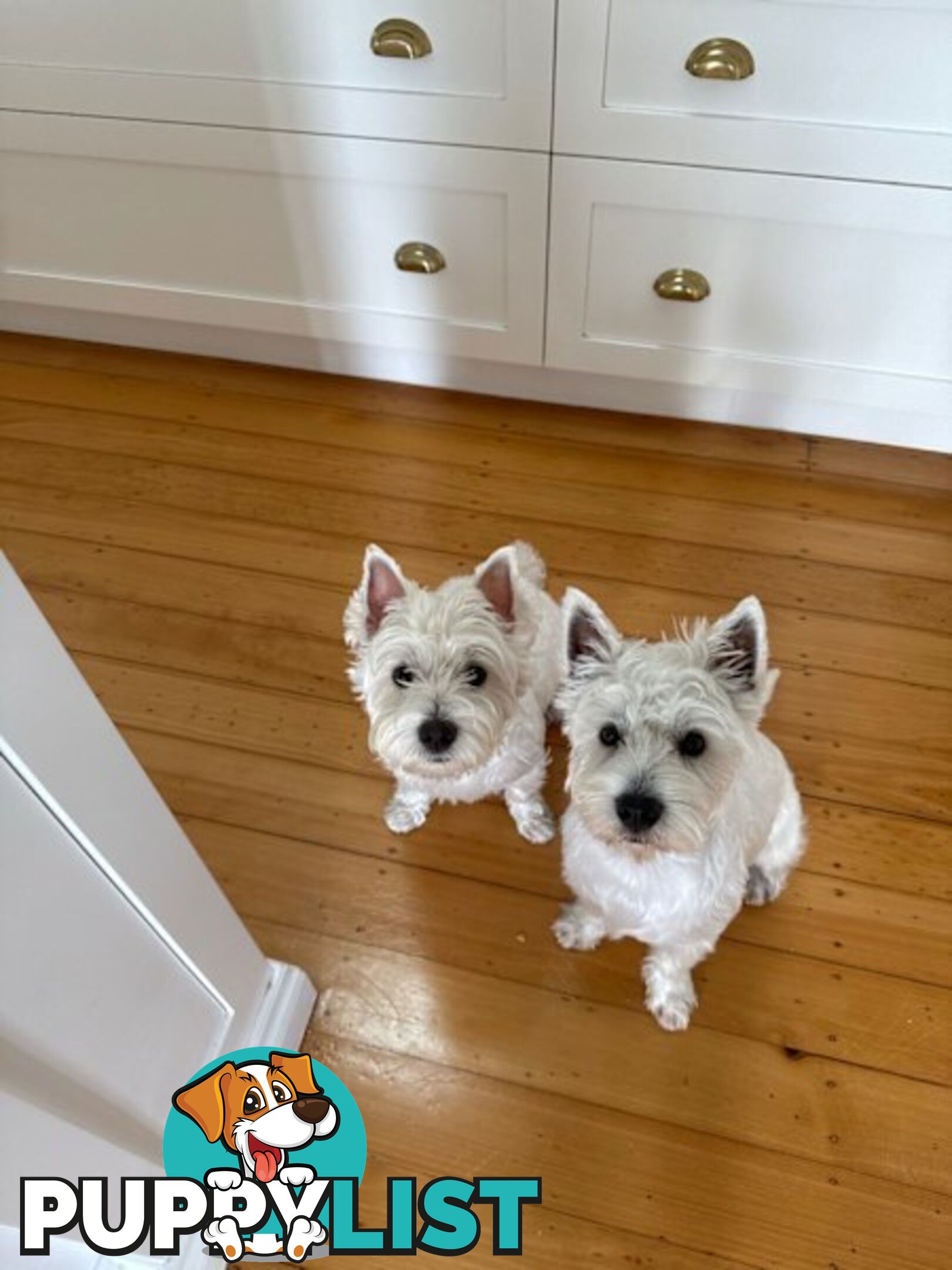 West Highland White Terrier (Westie) Puppies