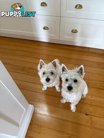 West Highland White Terrier (Westie) Puppies