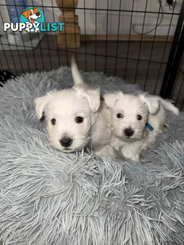 West Highland White Terrier (Westie) Puppies