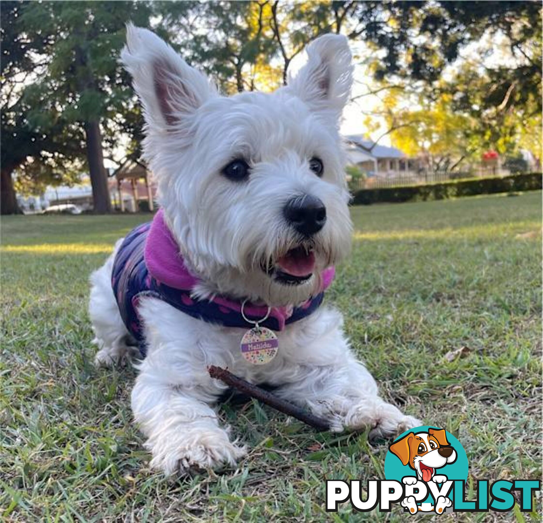 West Highland White Terrier (Westie) Puppies