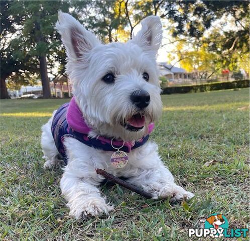 West Highland White Terrier (Westie) Puppies