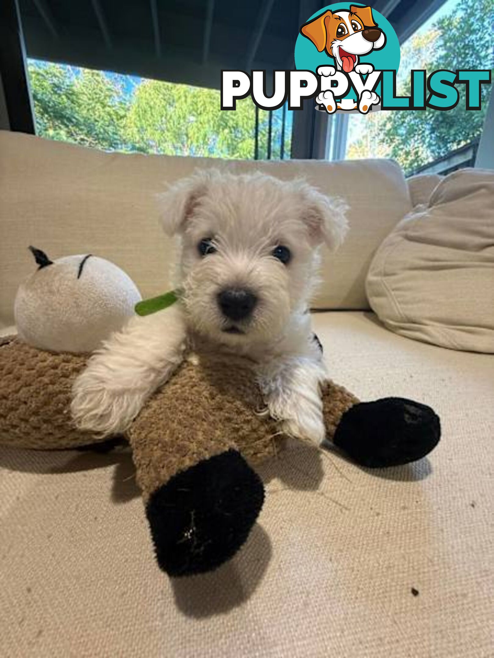 West Highland White Terrier (Westie) Puppies