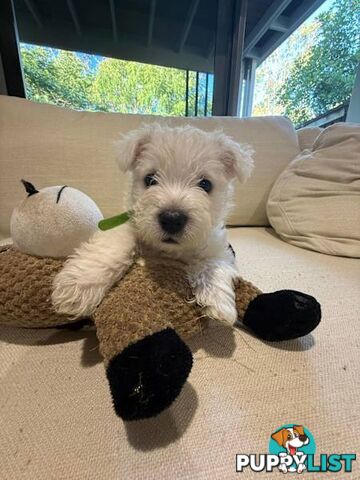 West Highland White Terrier (Westie) Puppies