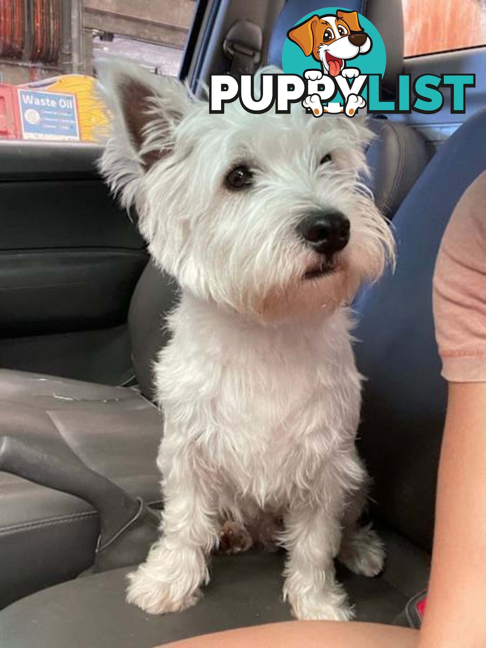 West Highland White Terrier (Westie) Puppies