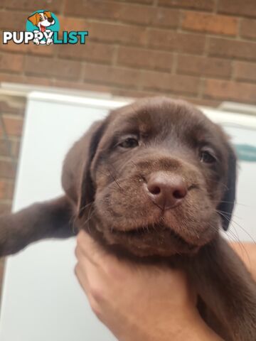 Labrador Retriever Pups