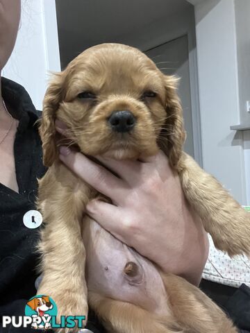 Male Ruby red cavalier puppy