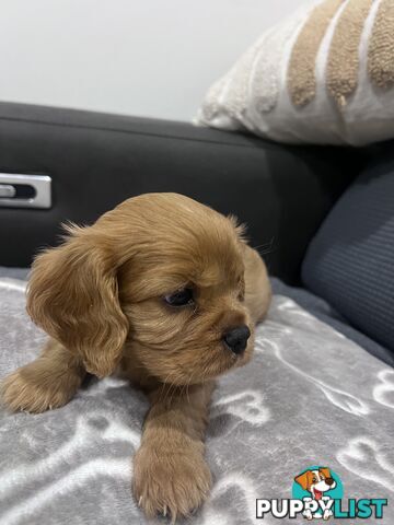 Male Ruby red cavalier puppy