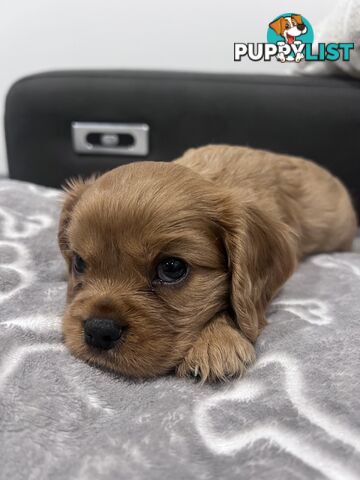 Male Ruby red cavalier puppy