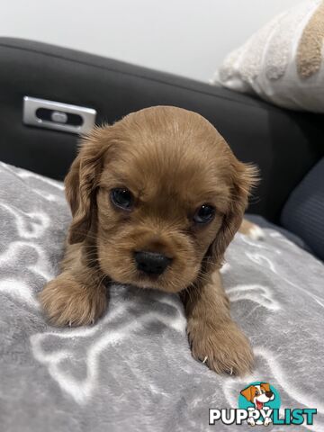 Male Ruby red cavalier puppy