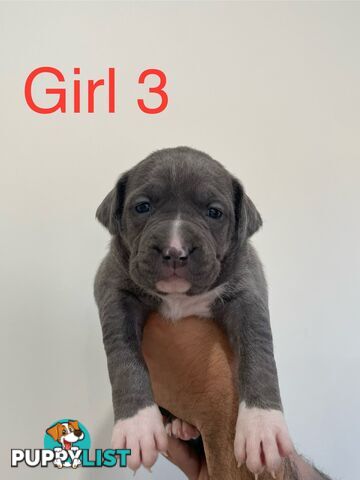 American Staffy XL Pure Breed