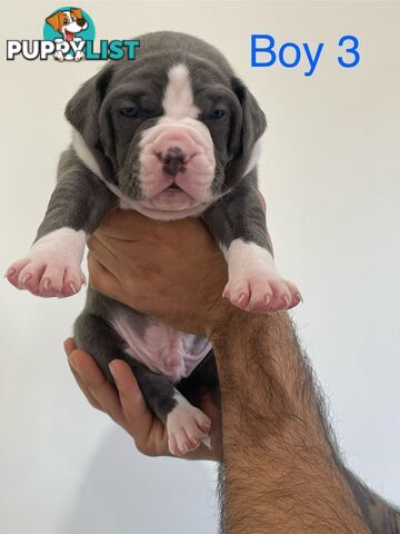 American Staffy XL Pure Breed