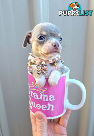 Teacup Chihuahuas