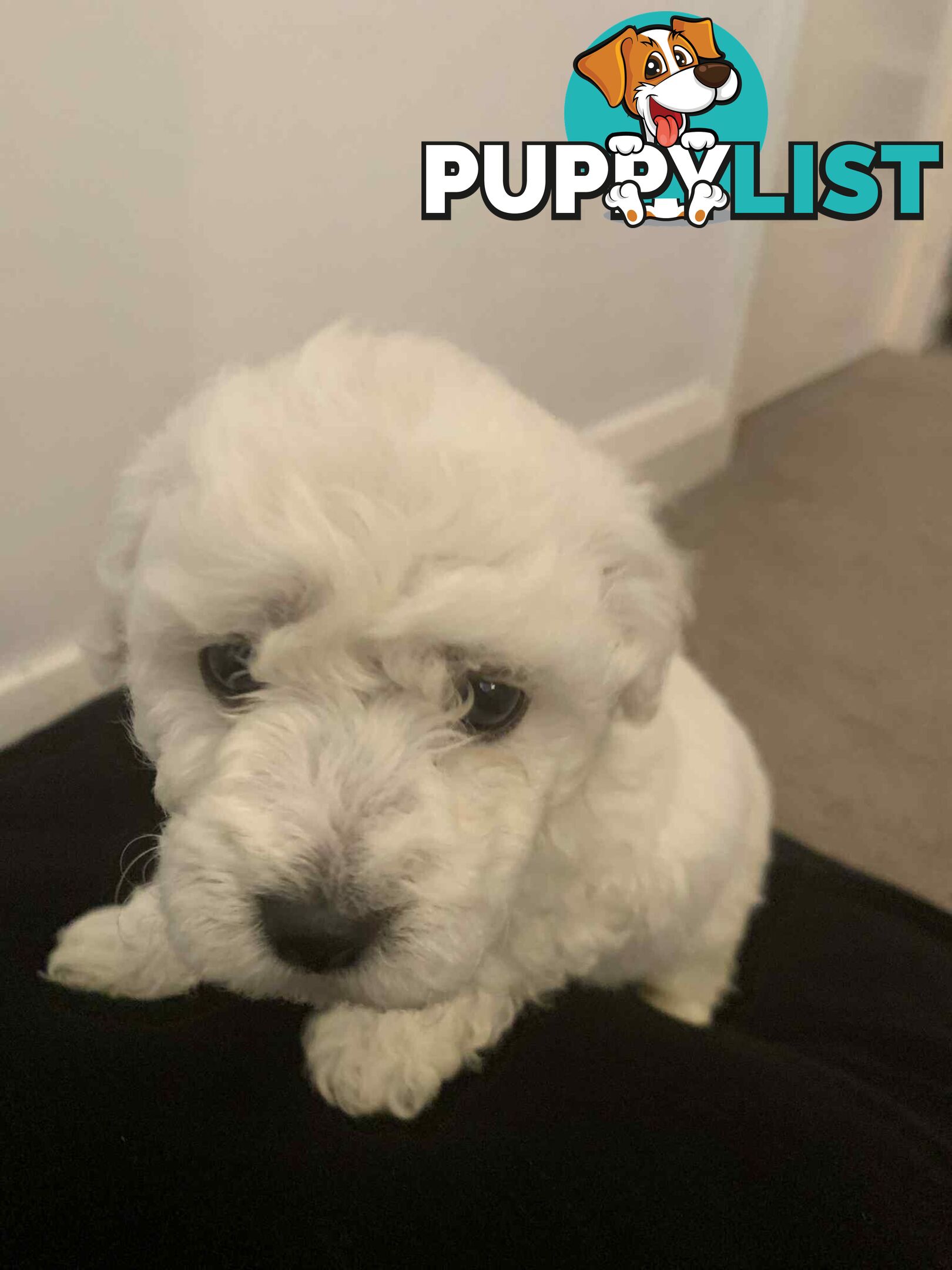 Bichon Frise Puppies