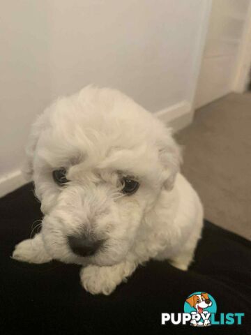 Bichon Frise Puppies