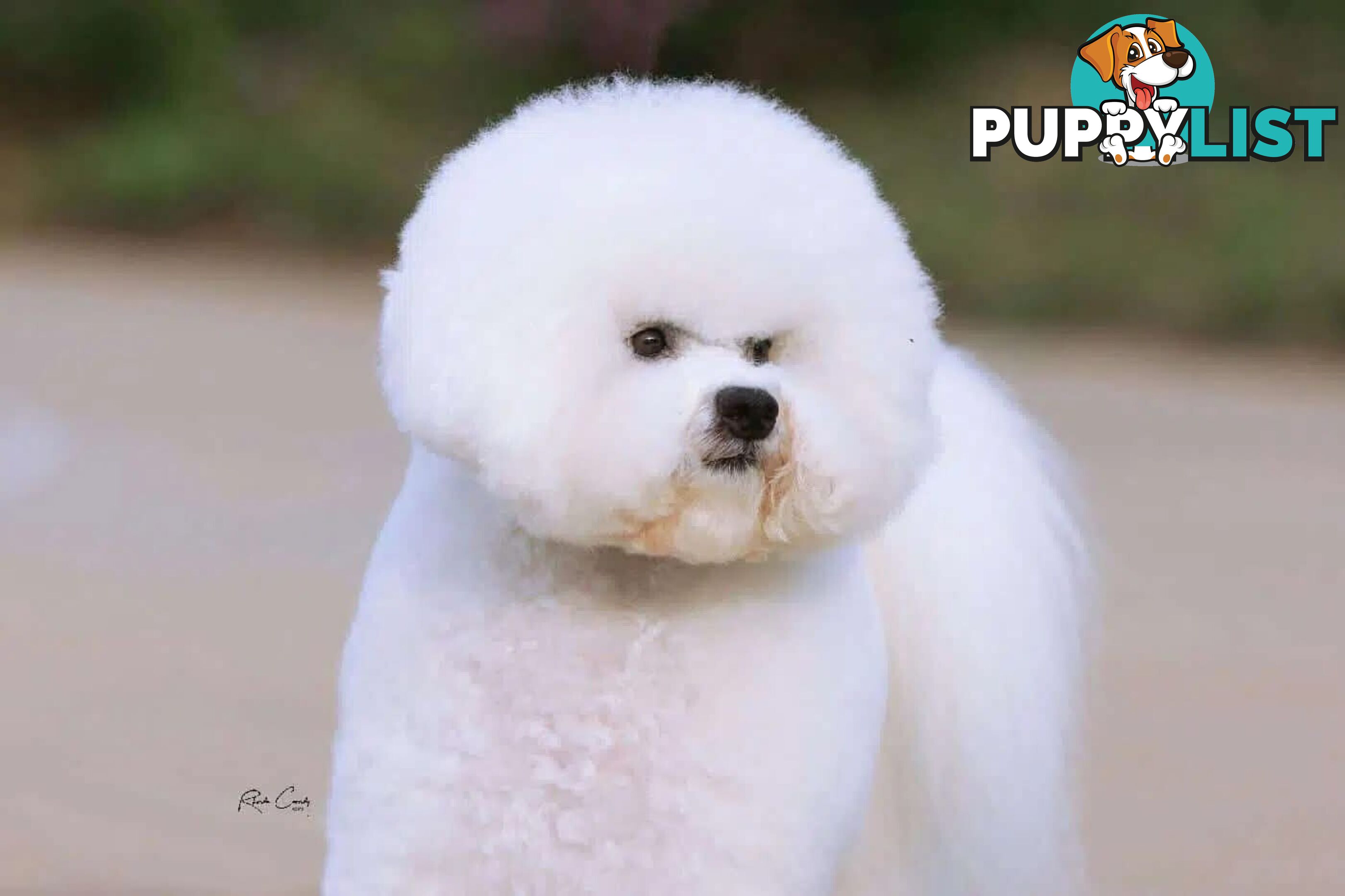 Bichon Frise Puppies