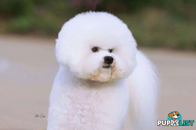 Bichon Frise Puppies