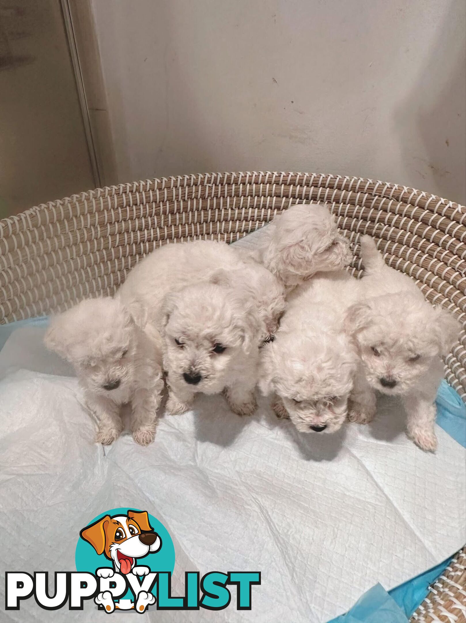 Bichon Frise Puppies