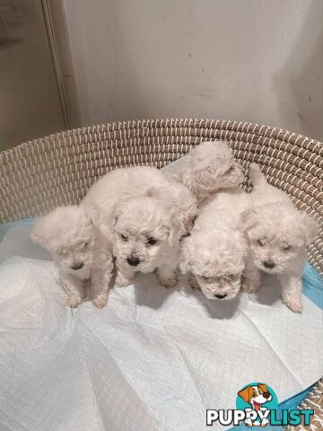 Bichon Frise Puppies