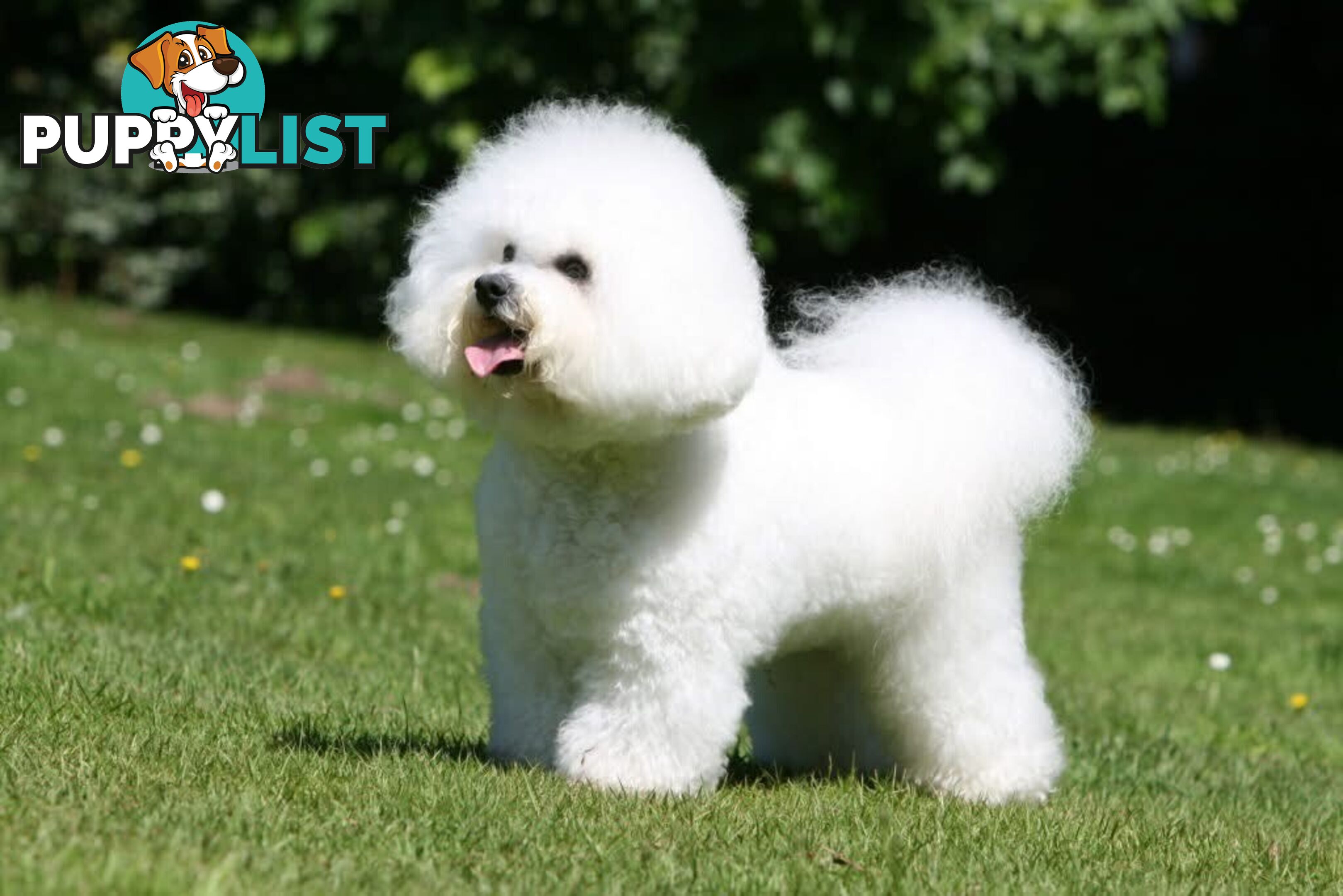Bichon Frise Puppies
