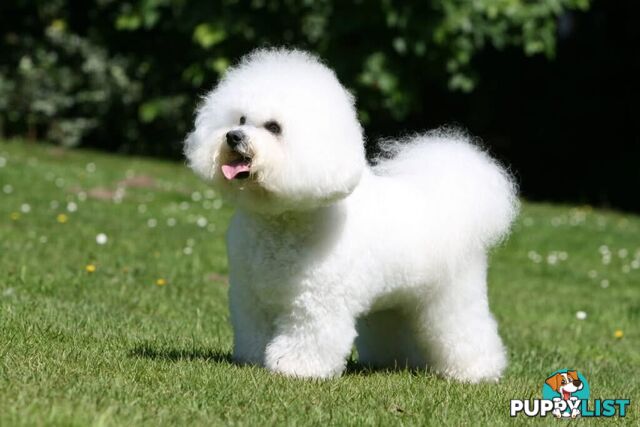 Bichon Frise Puppies