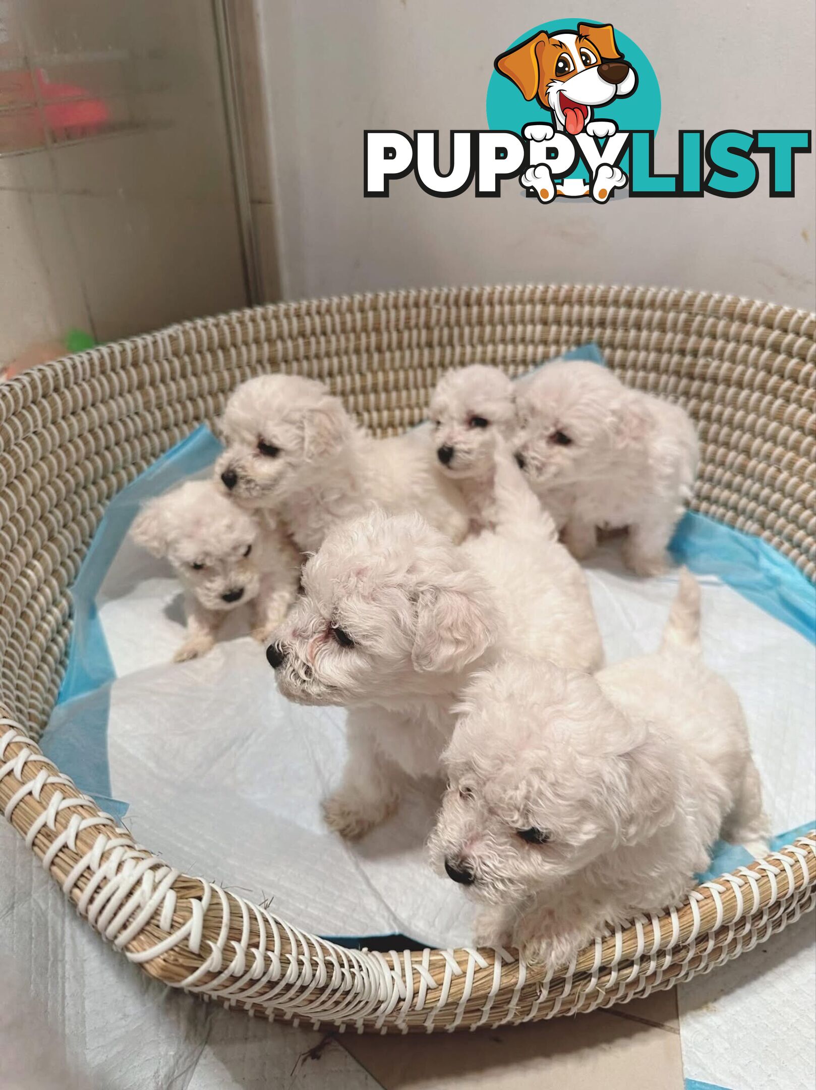 Bichon Frise Puppies
