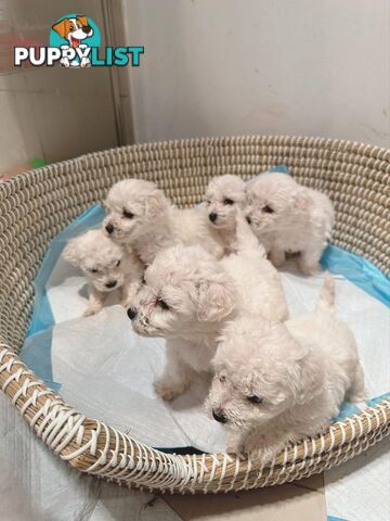 Bichon Frise Puppies