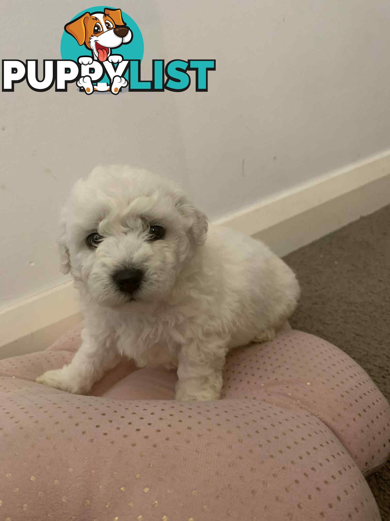 Bichon Frise Puppies
