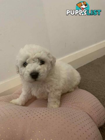 Bichon Frise Puppies