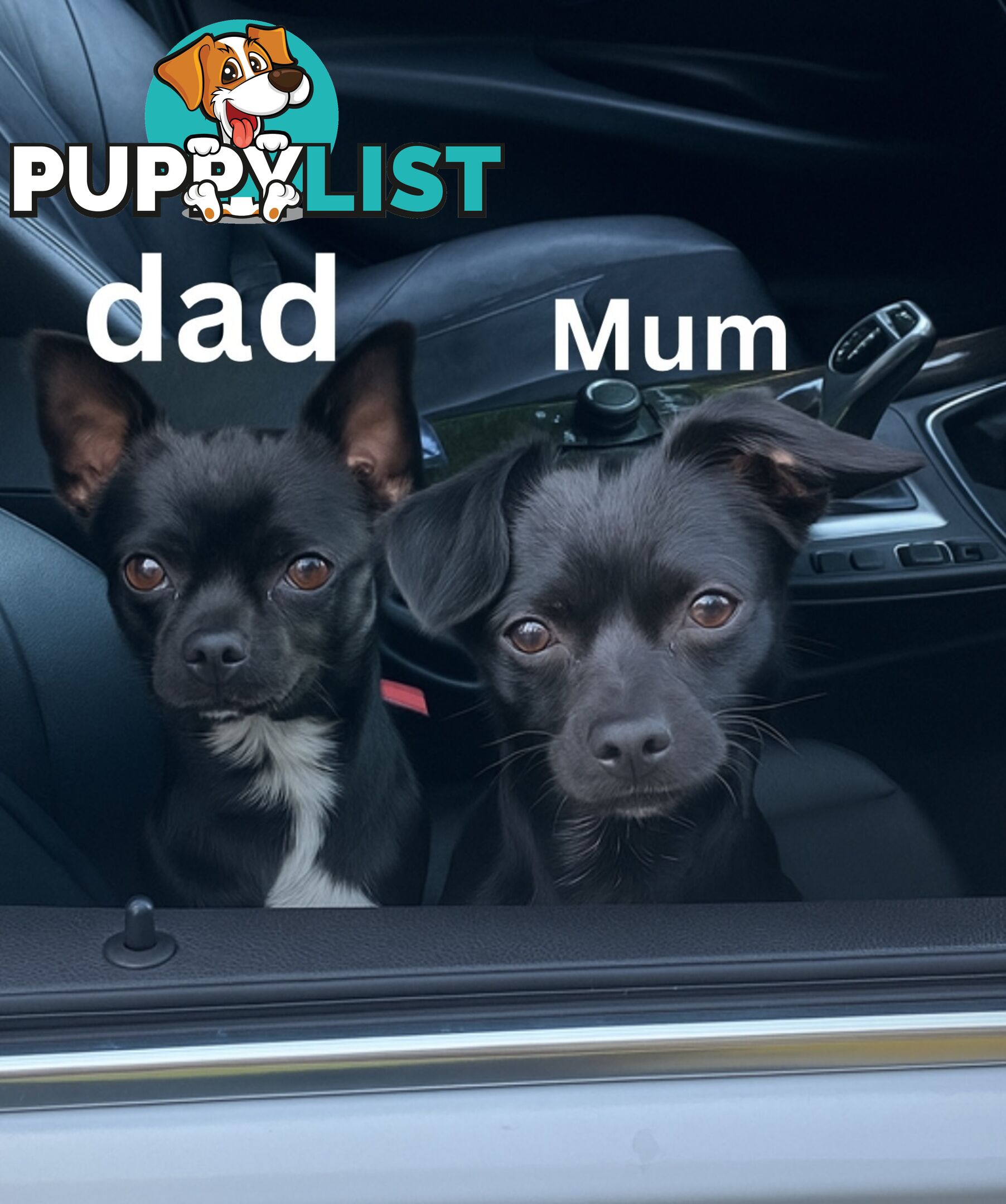 Chihuahua puppies