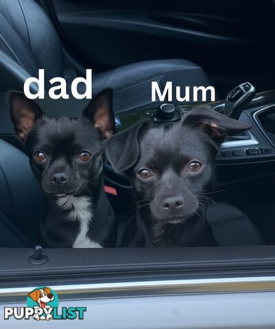 Chihuahua puppies