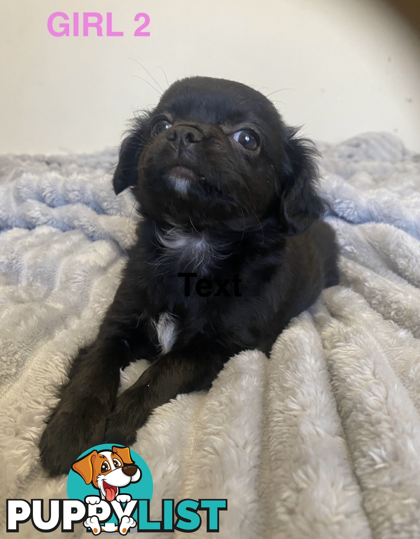 Chihuahua puppies