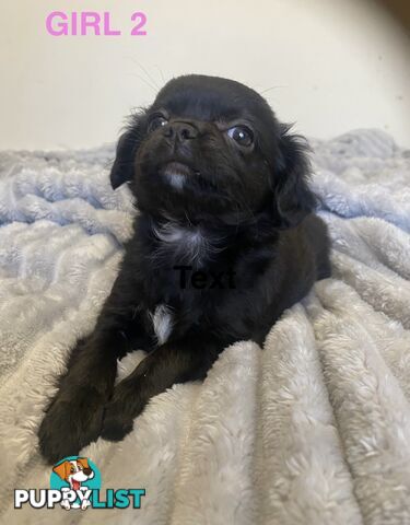 Chihuahua puppies