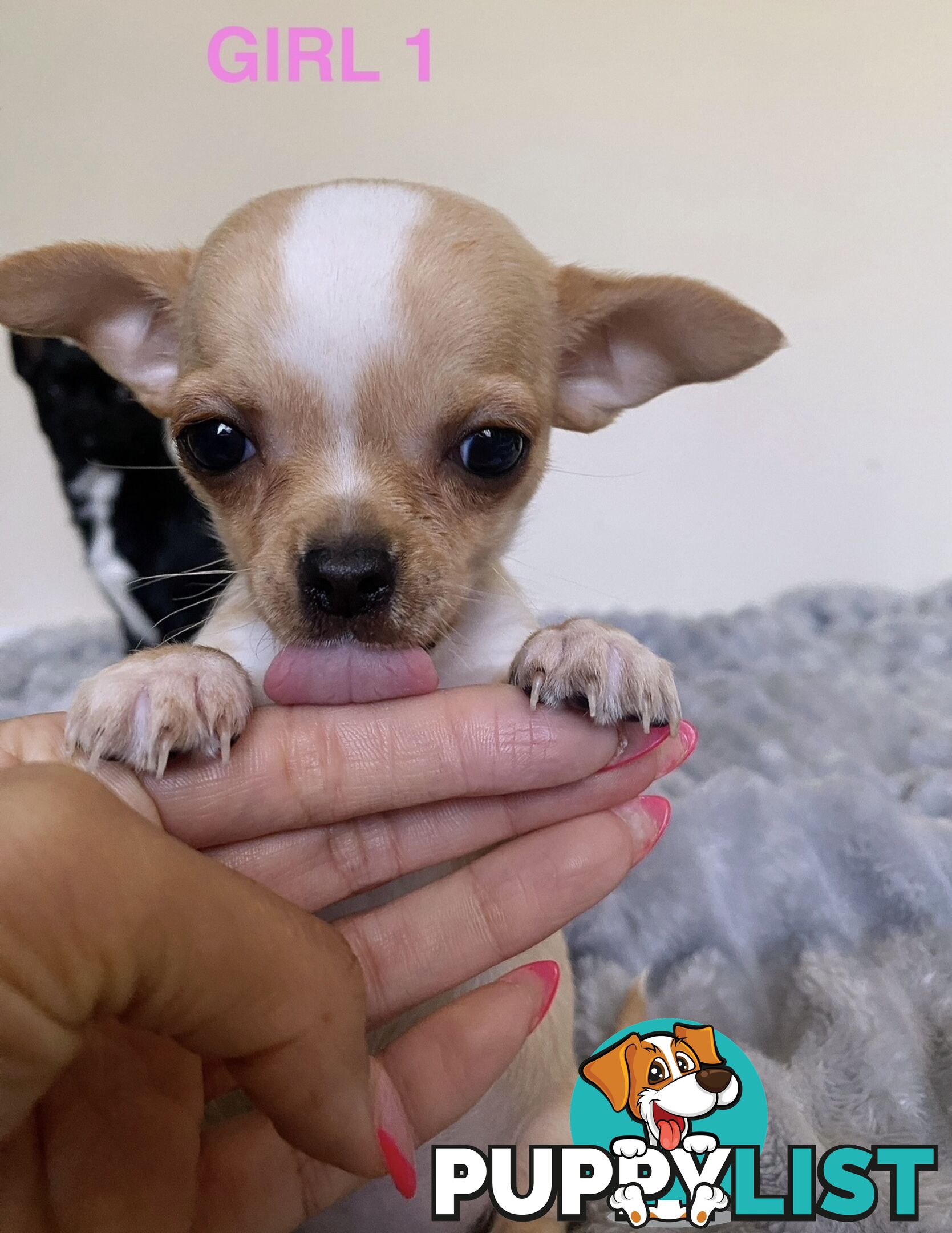 Chihuahua puppies