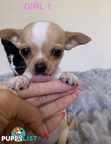 Chihuahua puppies