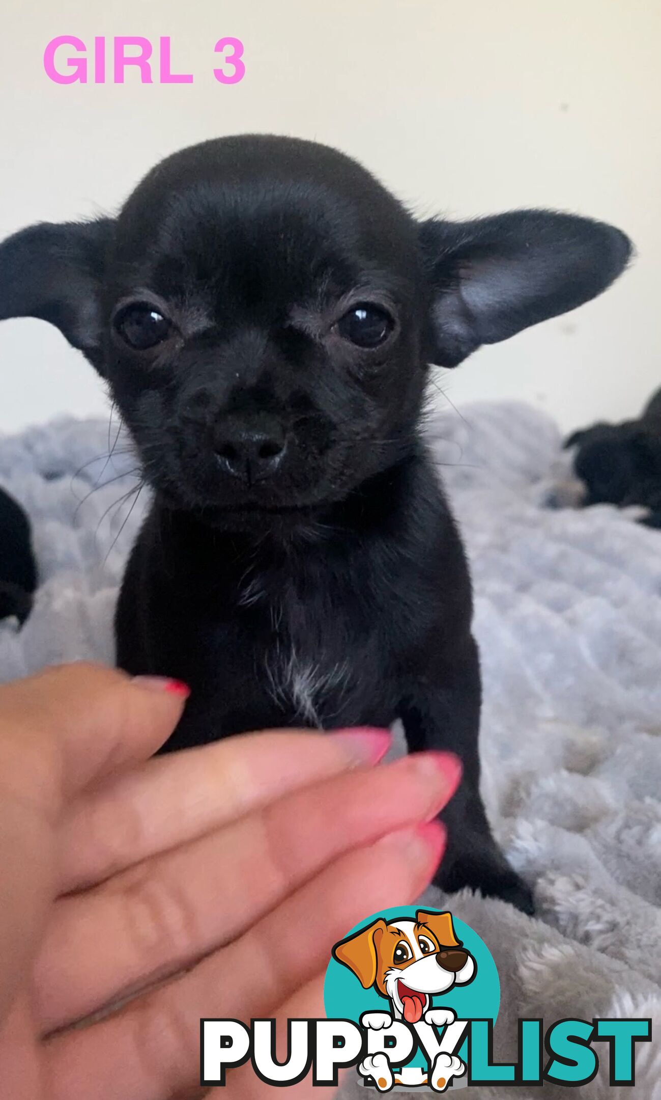 Chihuahua puppies