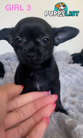 Chihuahua puppies