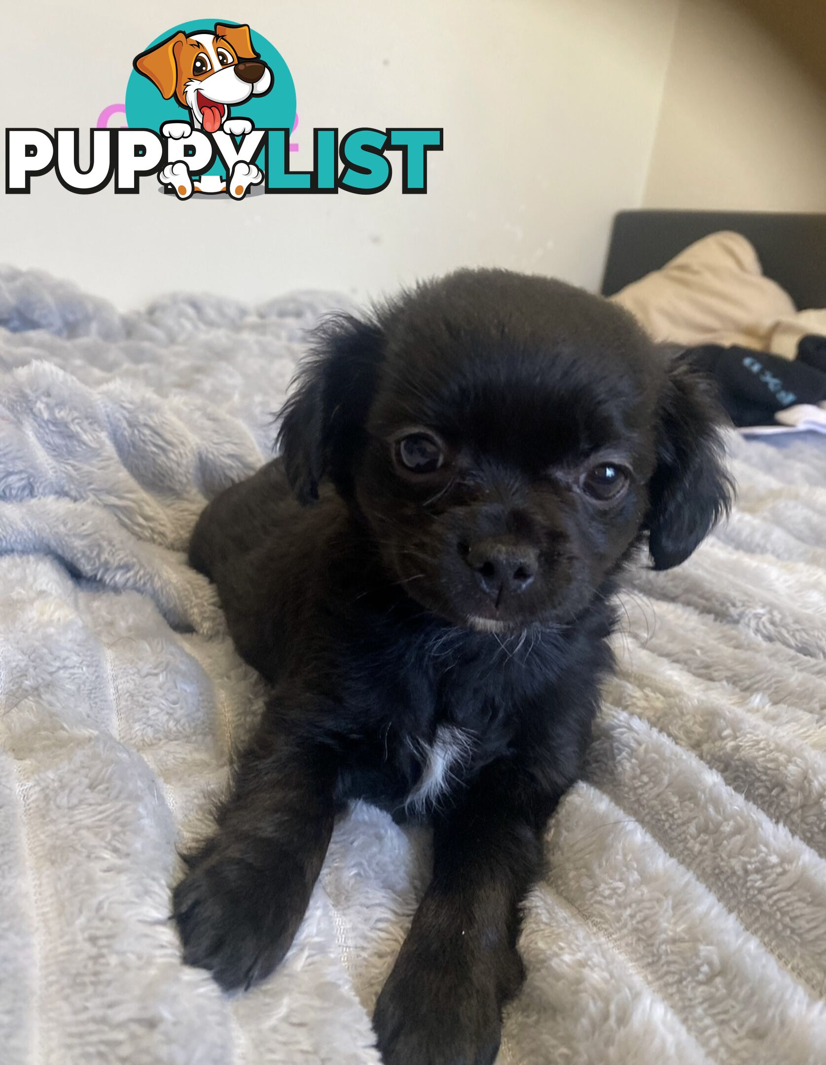 Chihuahua puppies